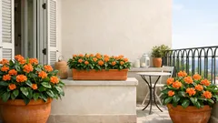 Crossandra in balcone: come farla fiorire a lungo con luce filtrata e acqua giusta