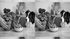 Piante tossiche per cani e gatti: le più comuni in casa e cosa fare subito