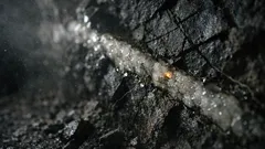 Terremoti e quarzo: la nuova teoria che spiega come nascono le pepite d’oro